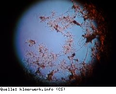 Erbgut der Nitrospira-Mikroben entschlüsselt