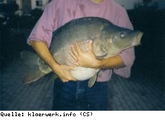 Invasion der Karpfen