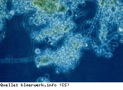 Fortschritte bei der Nutzung von Mikroorganismen für die Erzeugung von elektrischer Energie