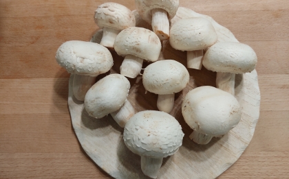 Nuet-Wissen-Feb21-Pilze