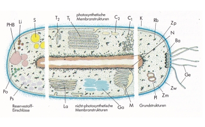 Akt-Apr-22-Bakterium